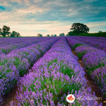 Lavanda (Lavandula angustifolia)
