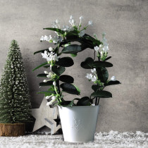 Madagaskarski jasmin 