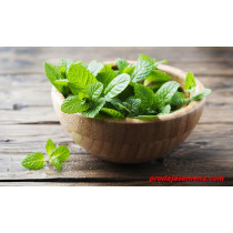 Nana (Mentha)