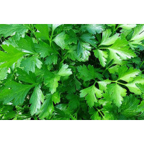 Peršun (Petroselinum crispum)