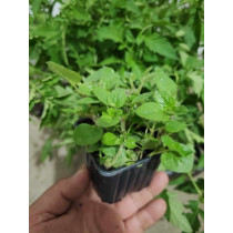 Origano (Origanum vulgare)