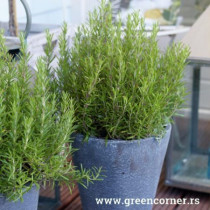 Ruzmarin (Rosmarinus officinalis)