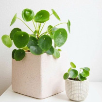 Pilea Peperomioides (Kineski Novčić)