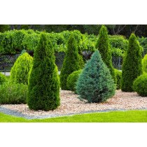 Tuja (Thuja occidentalis)