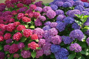 Hortenzija (Hydrangea macrophylla)