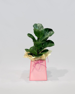  Fikus Lirata (Fiddle Leaf Fig)
