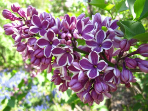 Jorgovan (Syringa vulgaris)