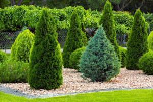 Tuja (Thuja occidentalis)