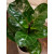  Fikus Lirata (Fiddle Leaf Fig)