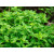Origano (Origanum vulgare)