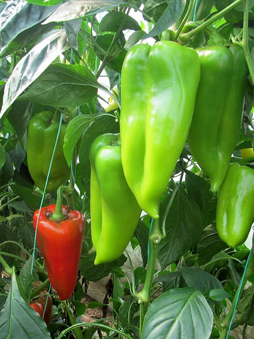 Ariadni F1 – Paprika