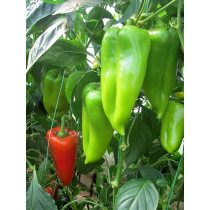 Ariadni F1 – Paprika