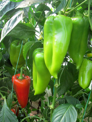 Ariadni F1 – Paprika