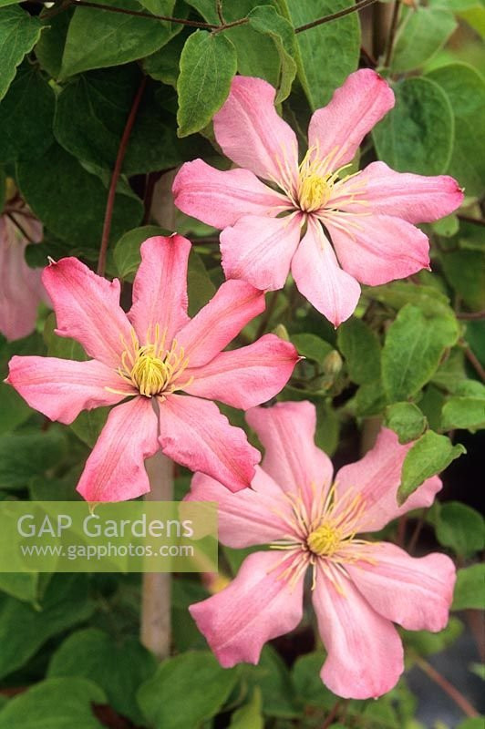 Clematis Ai-Nor - Klematis