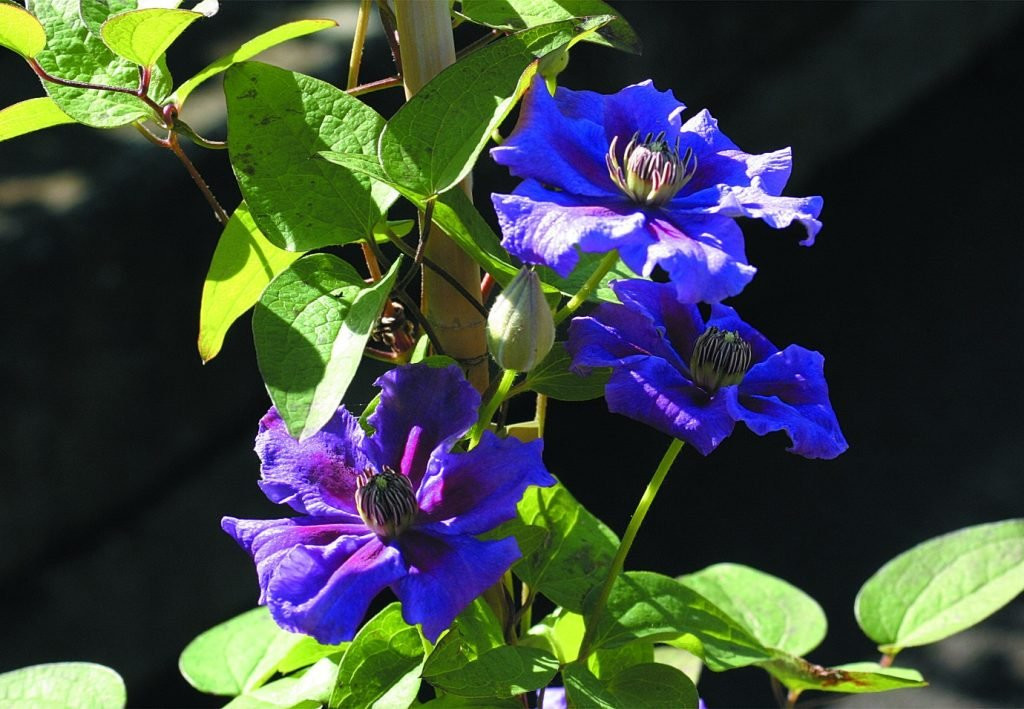 Clematis Ashva - Klematis