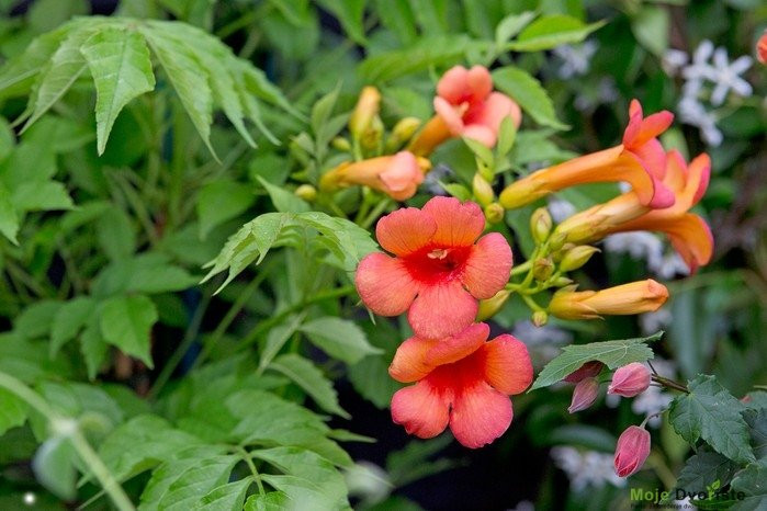 Campsis X Tagliabuana Indian Summer - Tekoma