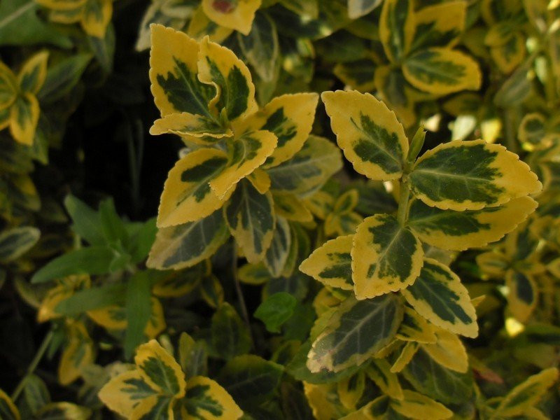 Euonymus Fortunei Emeralden Gold - Kurika