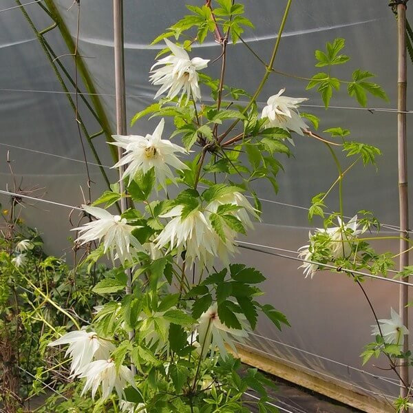 Clematis Albina Plena - Klematis 