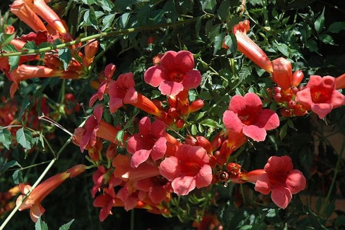 Campsis Radicans Flamenco - Tekoma