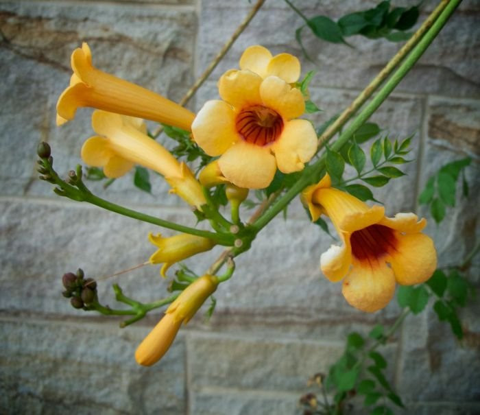 Campsis Radicans Judy - Tekoma