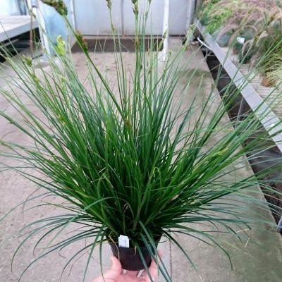 Festuca Glauca Blauglut - Ukrasna Trava