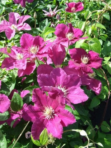 Clematis Ernest Markham - Klematis