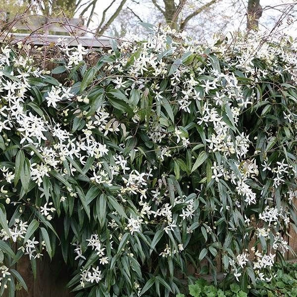 Clematis Armandii - Zimzeleni Klematis
