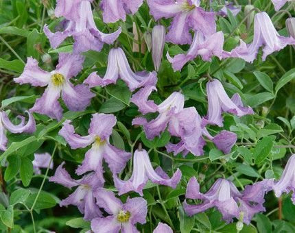 Clematis Betty Corning - Klematis
