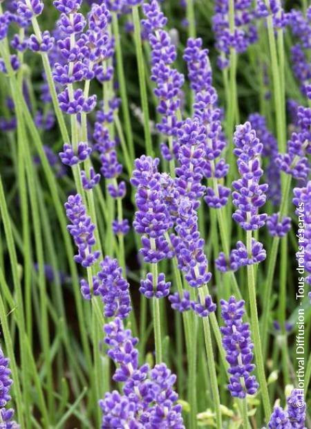 Lavandula Angustifolia Dwarf Blue - Engleska Lavanda