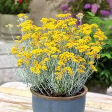 Helichrysum Italicum Korma - Smilje