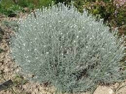 Helichrysum Italicum Korma - Smilje