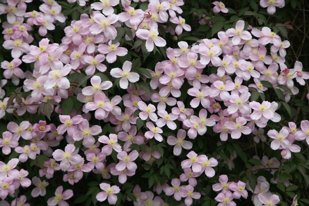 Klematis
