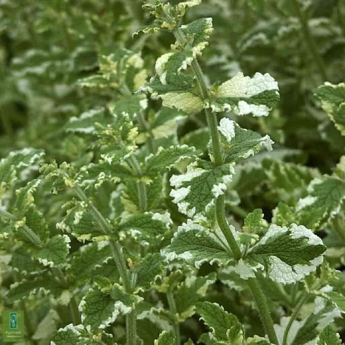 Mentha Rotundifolia Eau de Cologne - Nana 