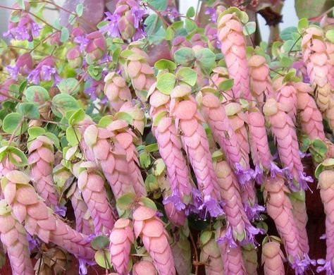 Origanum Rotundifolium Amethyst Falls - Origano