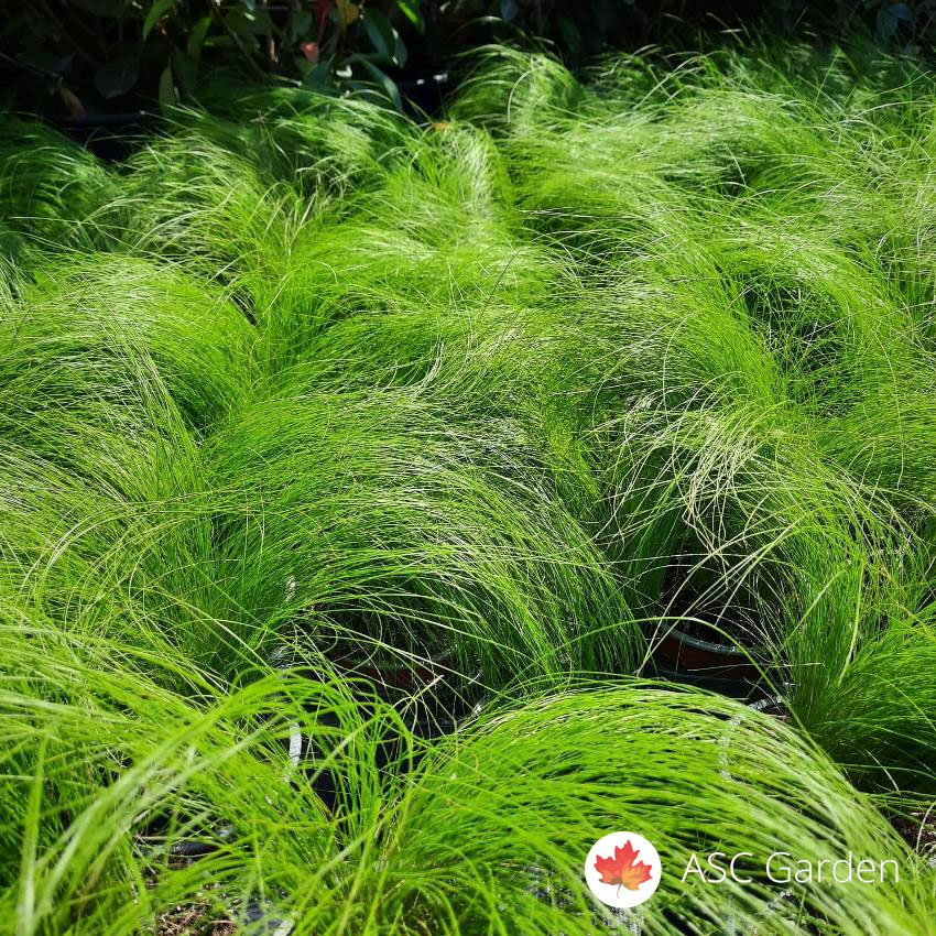 Stipa