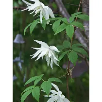 Clematis Albina Plena - Klematis 