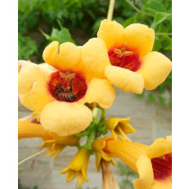 Campsis Radicans Judy - Tekoma
