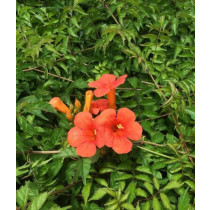 Campsis Radicans Ursynow - Tekoma