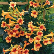 Campsis X Tagliabuana Indian Summer - Tekoma