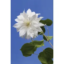 Clematis Duchess Of Edinburgh - Klematis