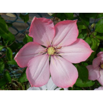 Clematis Ai-Nor - Klematis