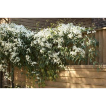 Clematis Armandii - Zimzeleni Klematis