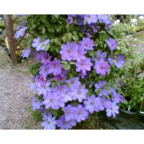 Clematis Baltyk - Klematis