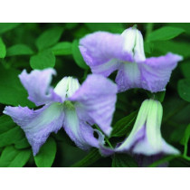 Clematis Betty Corning - Klematis