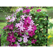 Clematis Ernest Markham - Klematis
