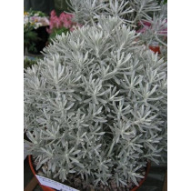 Helichrysum Italicum Korma - Smilje
