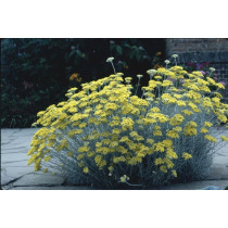 Helichrysum Italicum Korma - Smilje