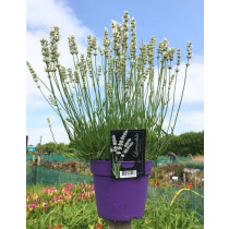 Lavandula Angustifolia Dwarf Blue - Engleska Lavanda