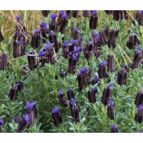 Lavandula Stoechas Blue Star - Španska Lavanda
