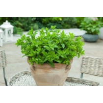 Mentha Rotundifolia Eau de Cologne - Nana 